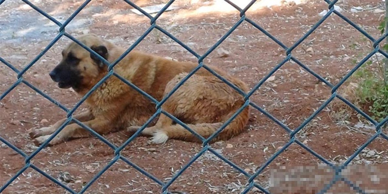 Başıboş köpekler ceylanları telef etti