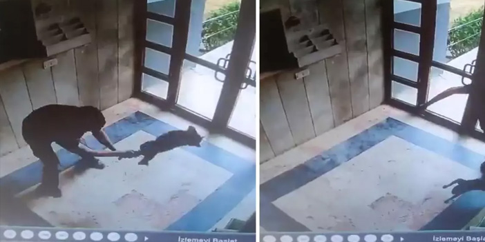 Sokak kedisini dakikalarca işkence ederek öldürdü