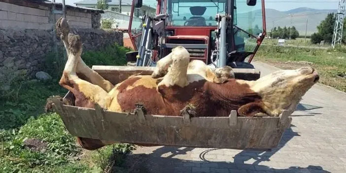 Ardahan’da şap alarmı: “Köyde hayat bitti, dağ taş hayvan ölüleriyle dolu”