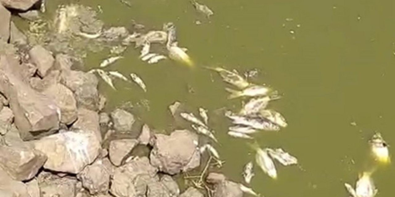 Siverek’te su seviyesi azalan gölette balık ölümleri yaşandı