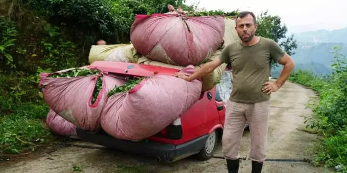 Rize’de çay nakliyesinde ilginç yöntem: Otomobil ‘kamyonet’ oldu