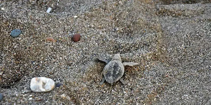 Gazipaşa’da yavru carettalar denize kavuşuyor