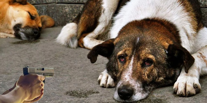 Mamak'ta dehşet: Sokak köpeklerine silahla ateş açtı