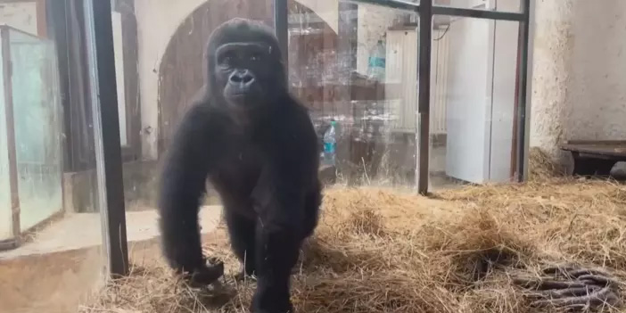 Kaçakçıların elinden kurtarılan goril “Zeytin”, yuvasına dönüyor!