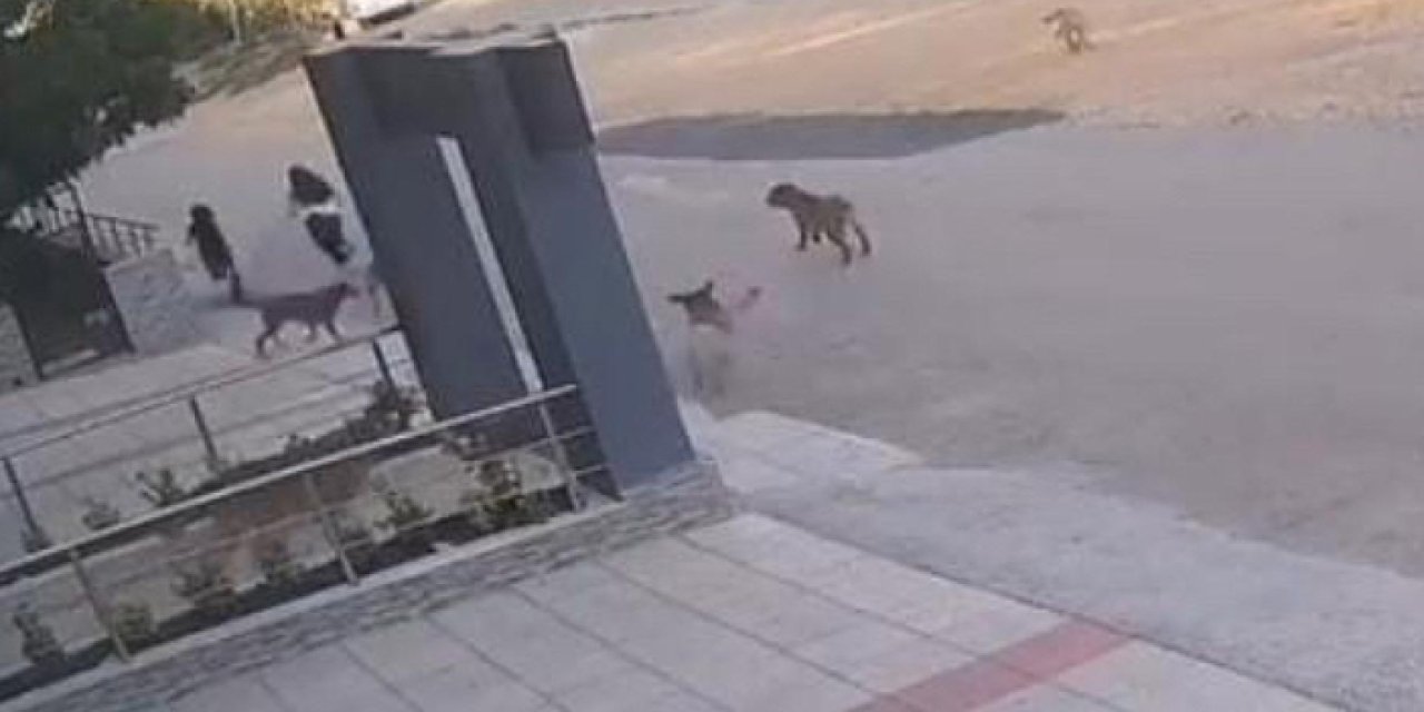 Bursa’da başıboş köpekler yolda yürüyen iki kişiye saldırdı