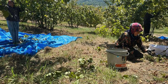 Fındık hasadında tırpan krizi: Günlük ücretler rekor seviyeye ulaştı
