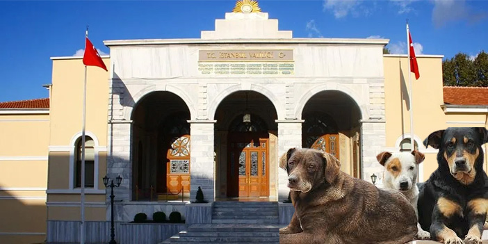 İstanbul Valiliği'nden başıboş köpekler için acil toplama kararı