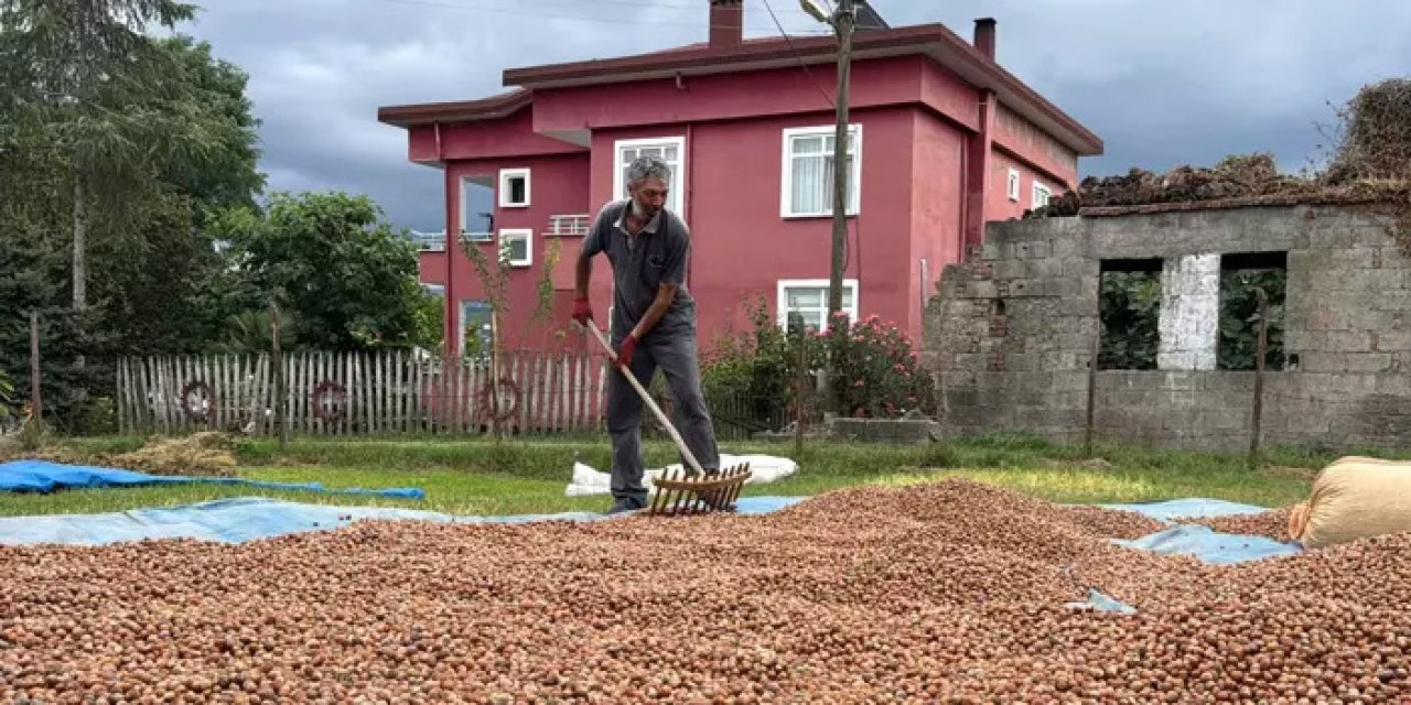 Ordu’da fındık kurutma dönemi başladı