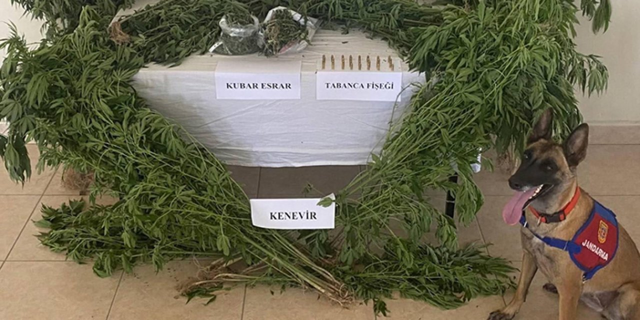 Van’da çatıyı seraya çevirdiler: Kenevir operasyonu