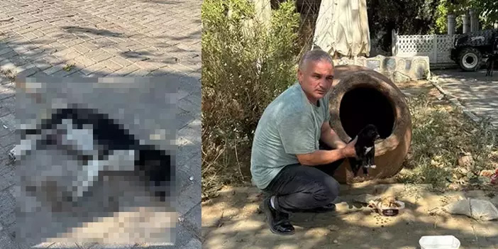 İzmir’de 15 sokak hayvanı şüpheli şekilde öldü