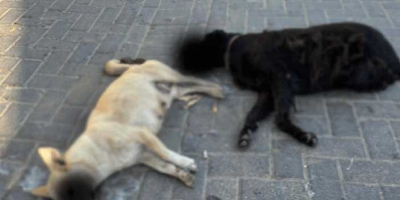 Can dost katliamı: 15 köpek zehirlenerek öldürüldü