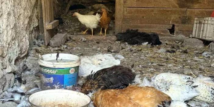 Köpek saldırısında 40 tavuğunu kaybeden Fatma Yılmaz'dan yürek burkan açıklama