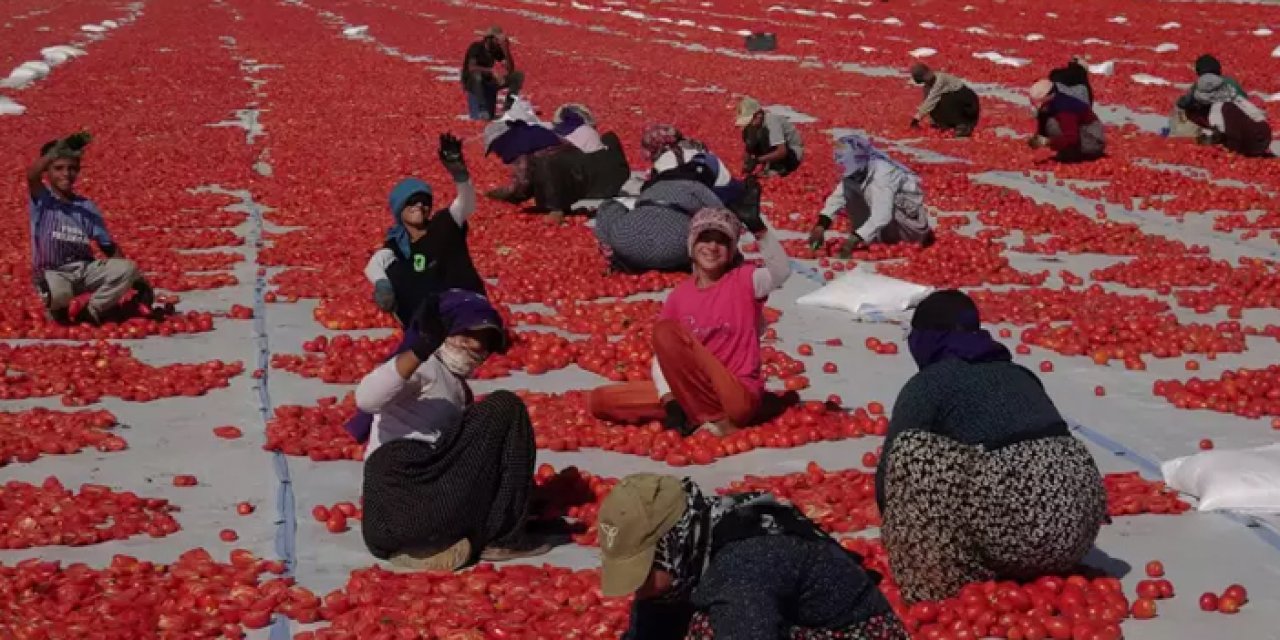 Erciyes Dağı'nın eteklerinde kurutuluyor: 9 ülkeye ihraç ediliyor