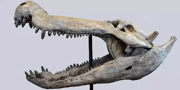 Dinozorlarla beslenen timsah fosili Patagonya’da ortaya çıkarıldı