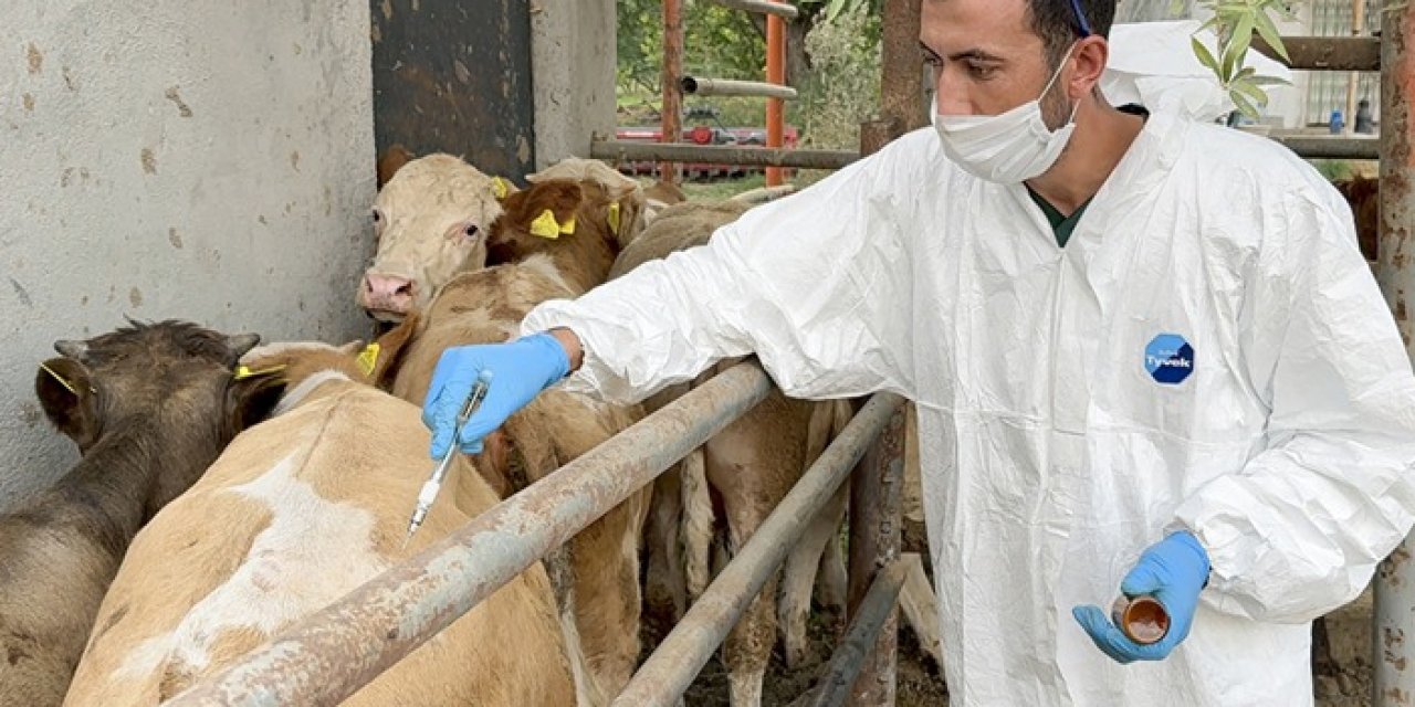 Iğdır’da şap hastalığına karşı yürütülen aşı kampanyası üreticiyi sevindirdi