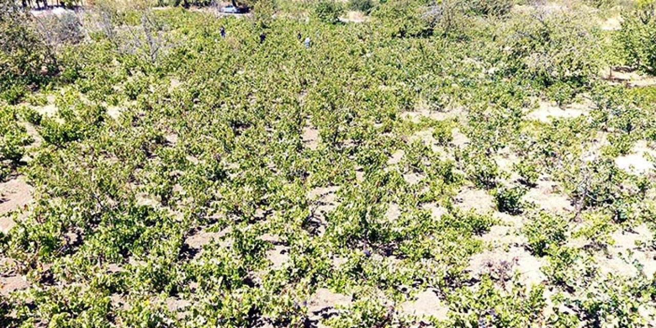 Üzümde kuraklık alarmı: Kalite kaybı yüzde 70