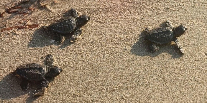 469 Caretta Caretta yavrusu denizle buluştu