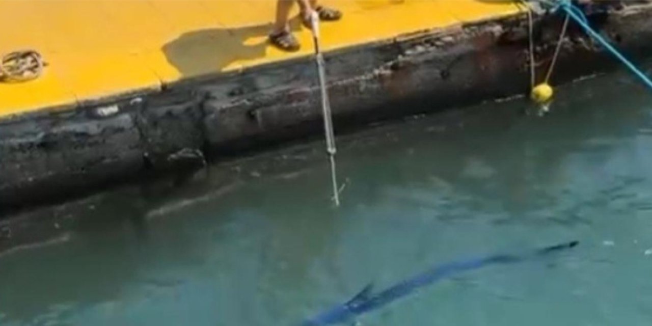 Bodrum’da koruma altındaki yelken balığını zıpkınlayan kişiye ceza