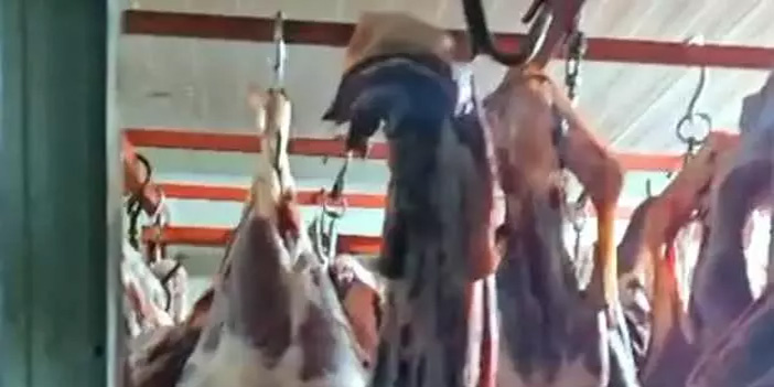 Ahırdaki soğuk hava deposunda uygunsuz et bulundu, işlem başlatıldı