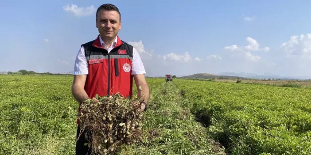 Yer fıstığı hasadı başladı: Gelir artışı bekleniyor