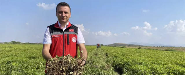 Yer fıstığı hasadı başladı: Gelir artışı bekleniyor