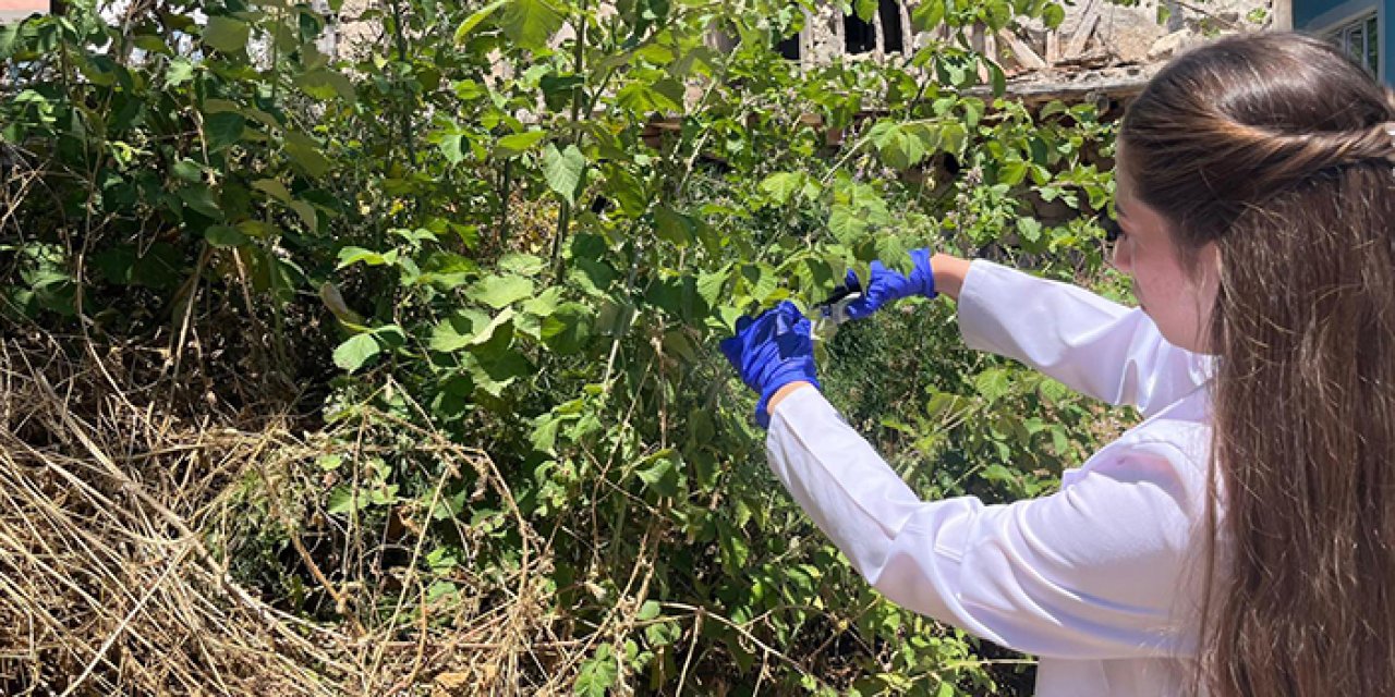 1 milyon samuray arısı doğaya salındı