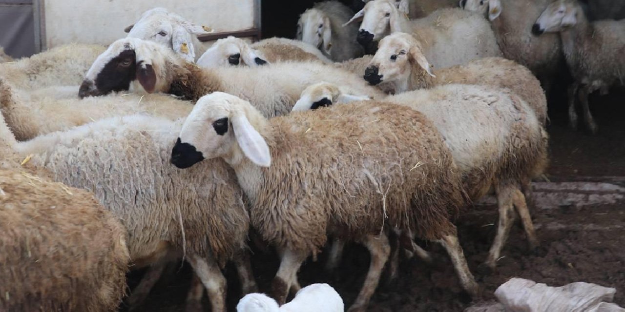 Kırşehir’de devlet uygun fiyata koyun satıyor