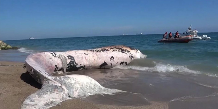 Mersin’de 16 metrelik Fin balinası bilimsel kazıyla çıkarılacak