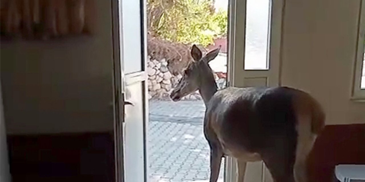 Salda’da sürpriz misafir: Kızılgeyik Köy kahvehanesine girdi