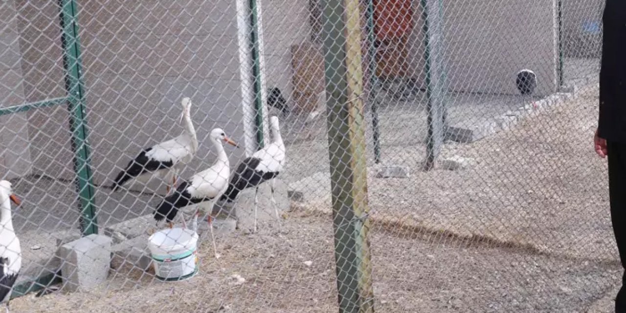 Tedavileri tamamlanan 9 leylek doğaya kanat çırptı