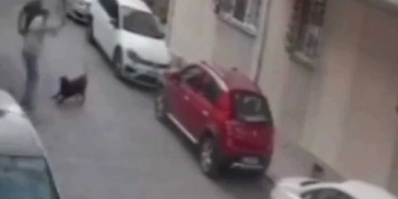İzmir'de akılalmaz olay: Köpeğe kemerle saldırdı