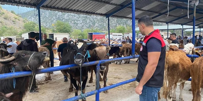 Amasya’da hayvan pazarına ‘şap’ kilidi