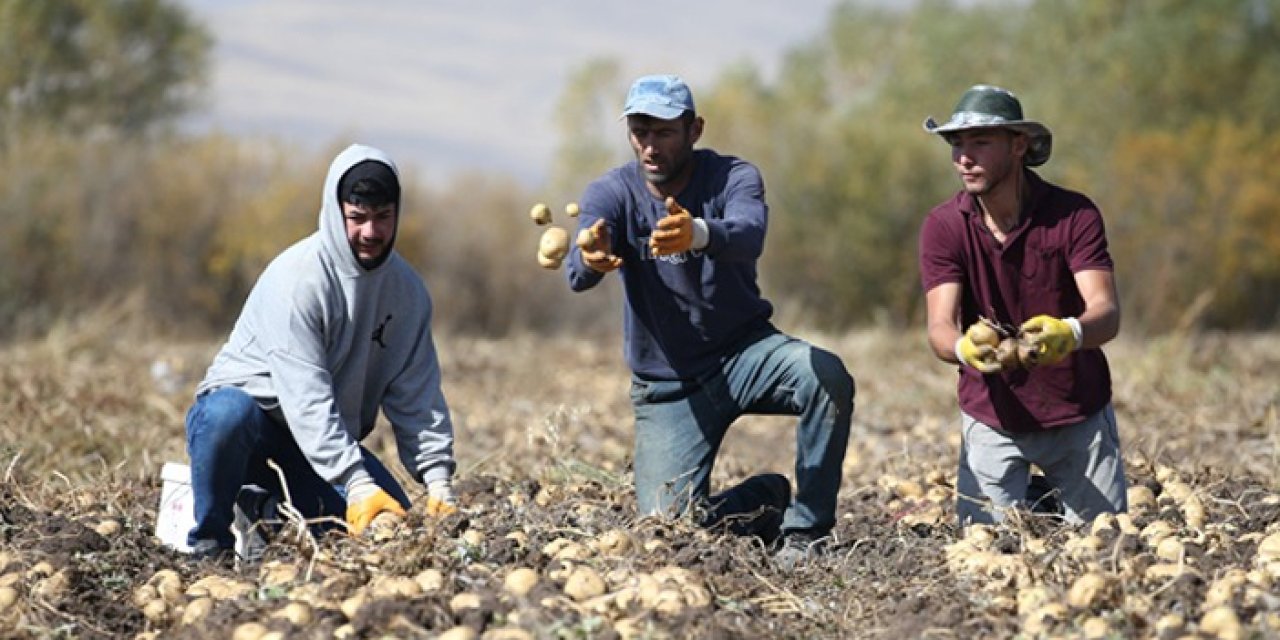Kars’ta kış bastırmadan patates hasadı hızlandı