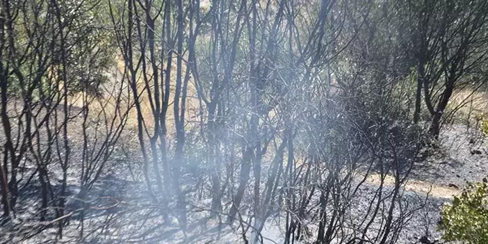 Aydın'da maki yangını zeytinliğe sıçradı: 10 dönüm kül oldu