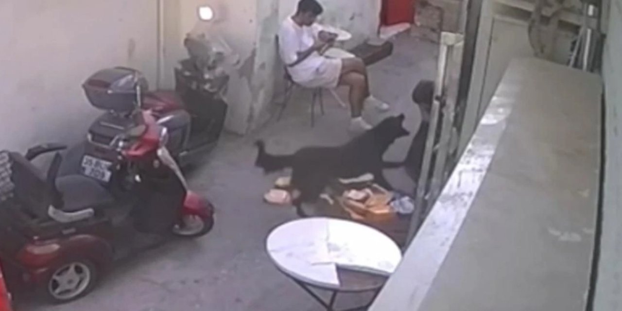 Başıboş köpek çocuğu ısırdı, 9 bin 300 lira ceza kesildi