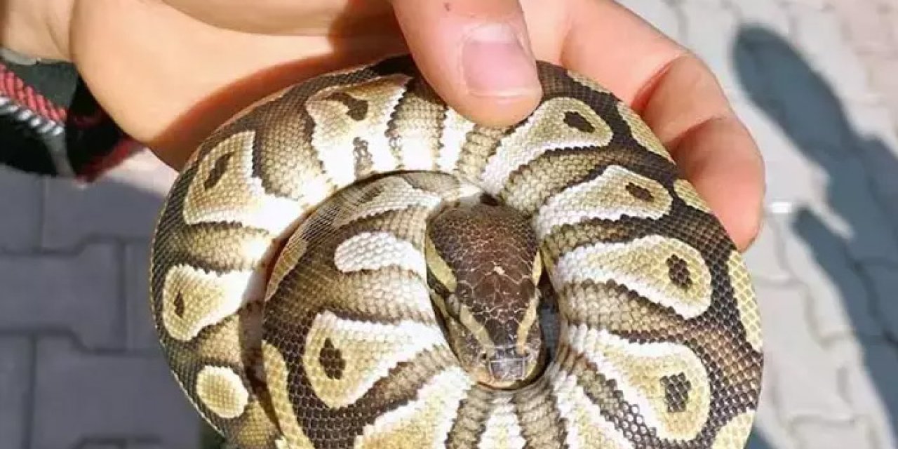 Cebinden yavru piton çıkan kişiye para cezası