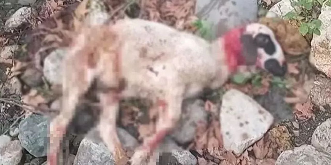 Başıboş köpekler sürüye saldırdı: 3 koyun öldü, 2 koyun yaralandı