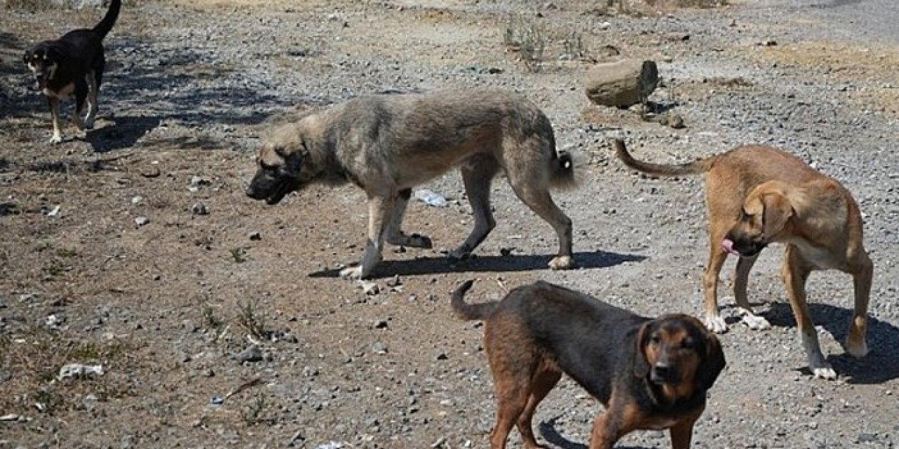 Köpek saldırdı: 3 yaşında çocuk yaralandı
