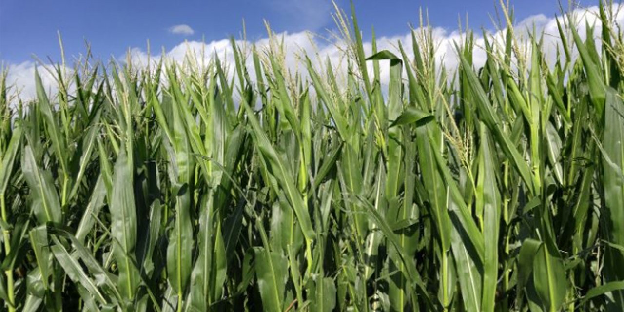 Şereflikoçhisar Belediyesi’nden üreticilere mısır silajı desteği: Başvurular devam ediyor