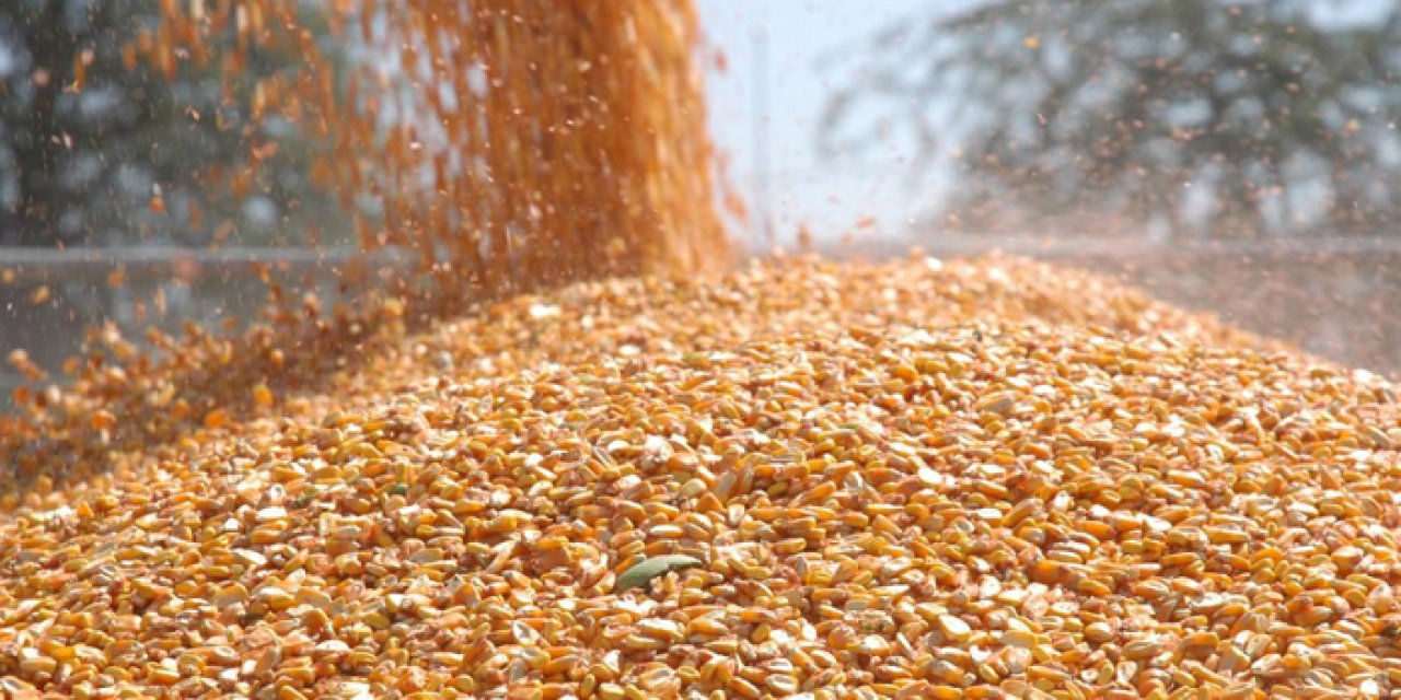 TİGEM, 1400 ton dane mısırı açık artırmayla satışa sunacak