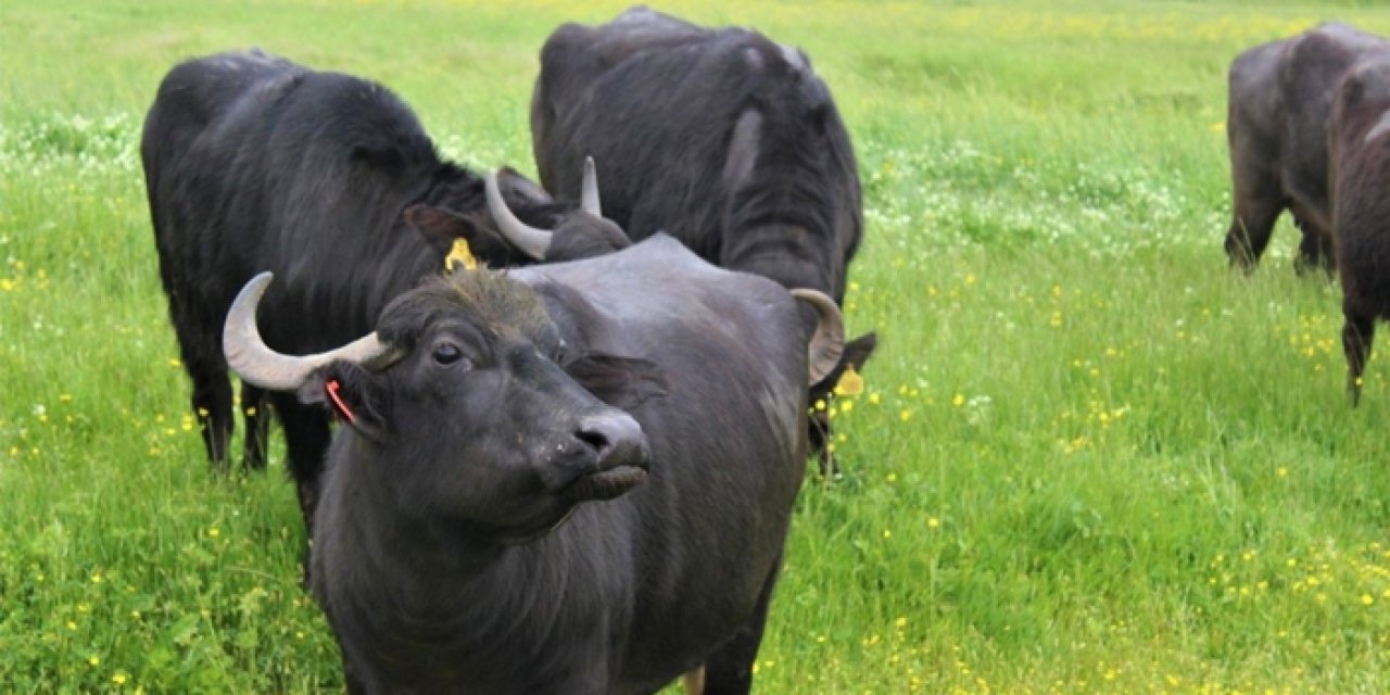 Ankara Büyükşehir Belediyesi’nden manda yetiştiricilerine destek