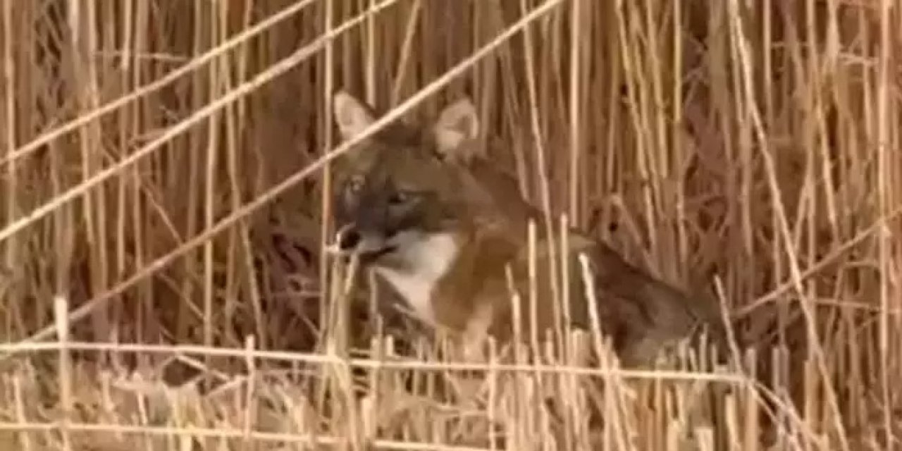 Sultan Sazlığı’nda sürpriz misafir: Çakal kameralara yansıdı!