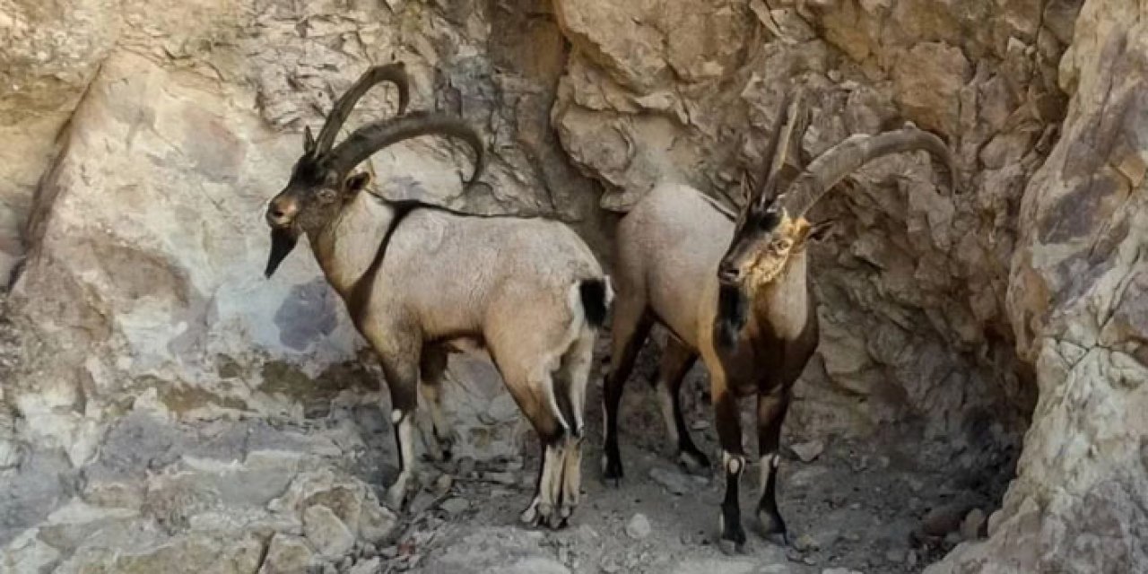 2 yaban keçisini öldüren avcılara 1,9 milyon lira ceza!