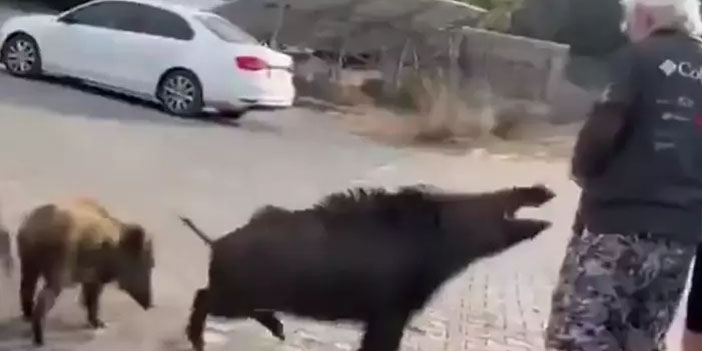 Tatilciyi ısıran yaban domuzu paniğe yol açtı