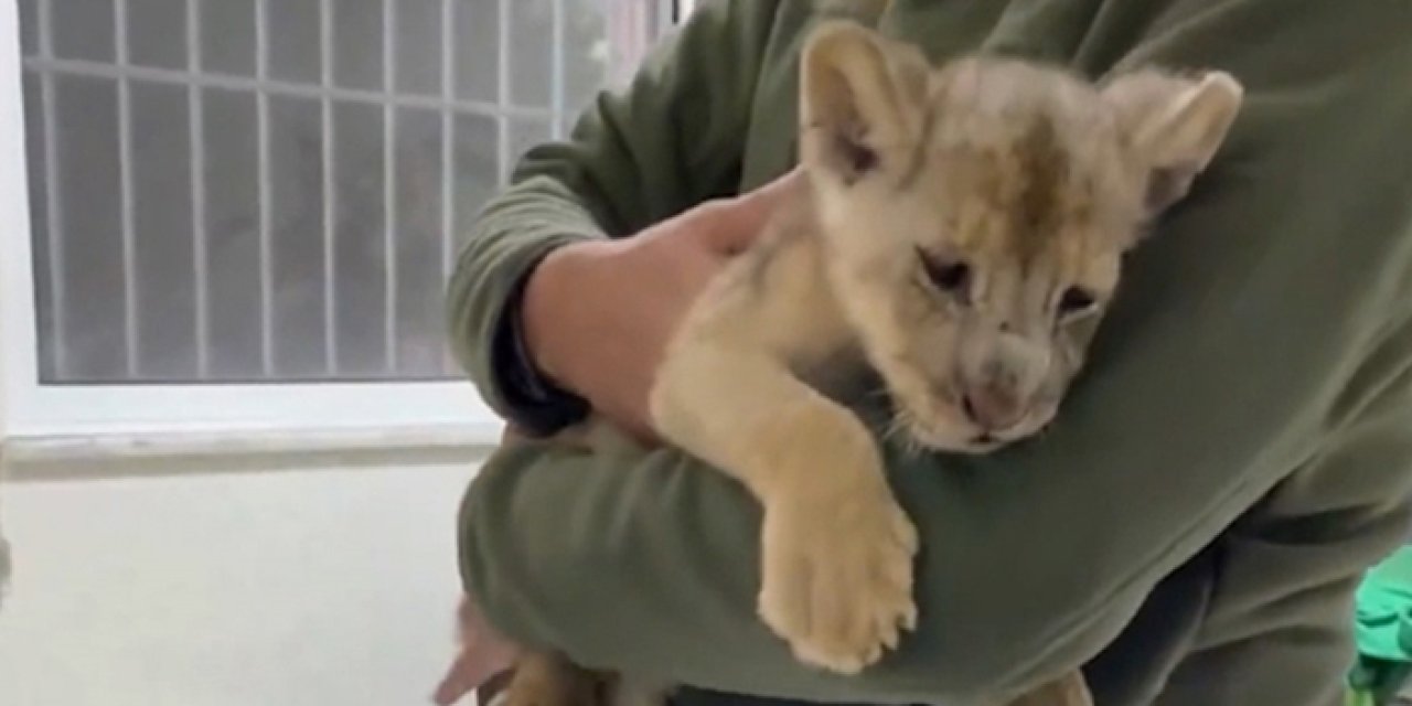 Tuzla’daki veteriner kliniğinde kaçak getirilen aslan yavrusu bulundu