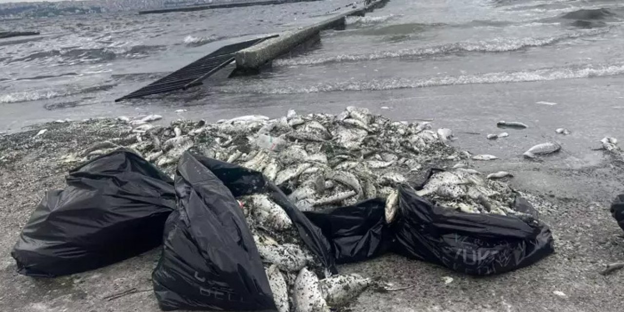 İzmir Körfezi’ni plankton patlaması vurdu: Vatandaş mağdur