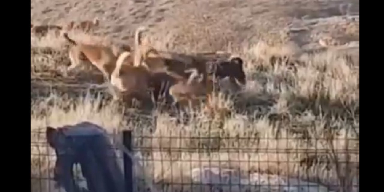 Mamak’ta başıboş köpekler sahipli köpeği parçaladı