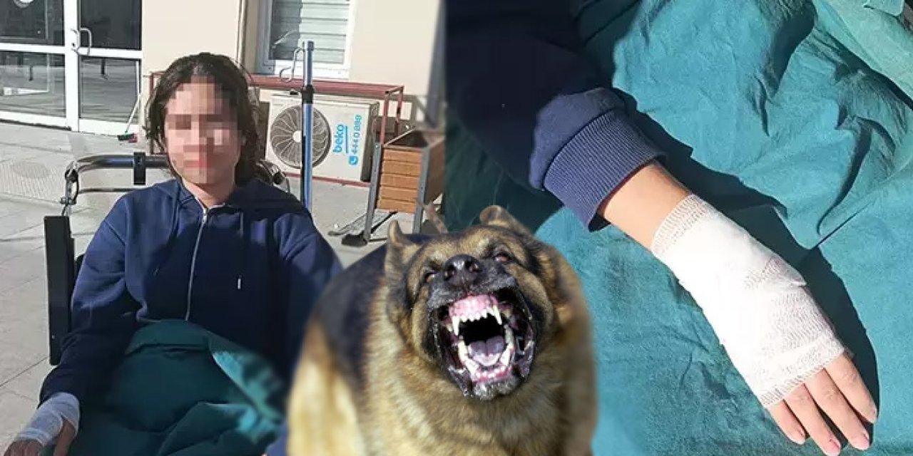 13 yaşındaki kız çocuğu köpeklerin hedefi oldu