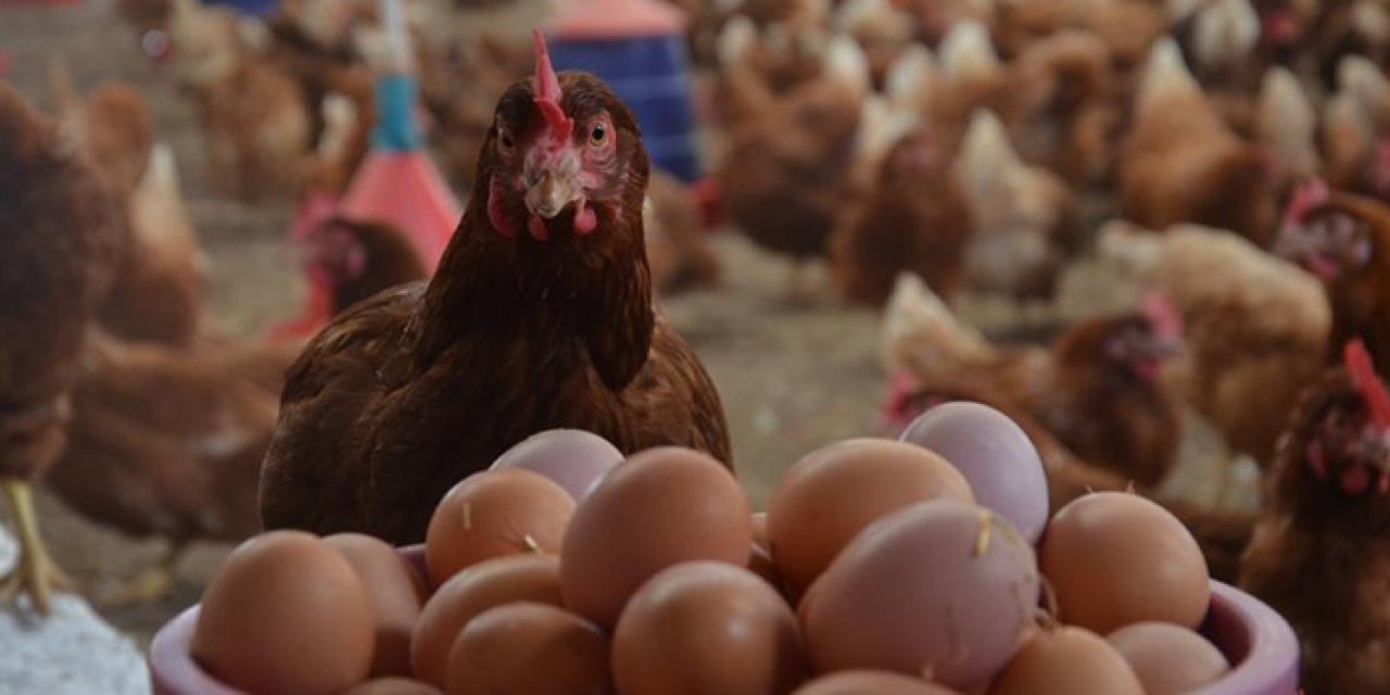 Eylülde tavuk eti üretimi 228 bin tonu geçti