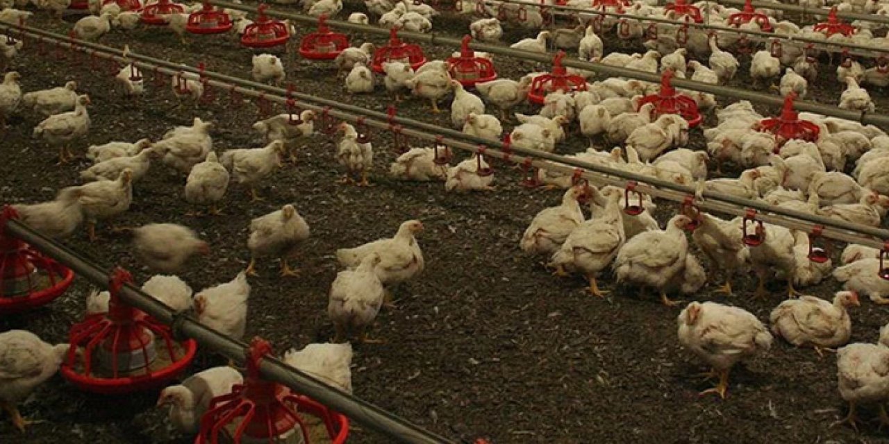 İspanya’da olağanüstü durum: Tüm kümes hayvanları karantinada!